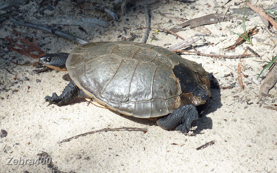 22-A shy tortoise greets Heidi near Wartook reservoir.JPG
